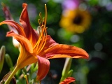 DSCF0430b