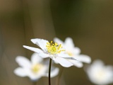 DSCF2652d