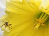 DSCF2742b