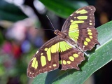 DSCF2527b