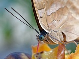 DSCF2536d