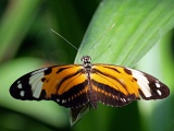 DSCF2545b